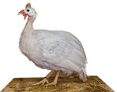 Opaline Guinea Keets