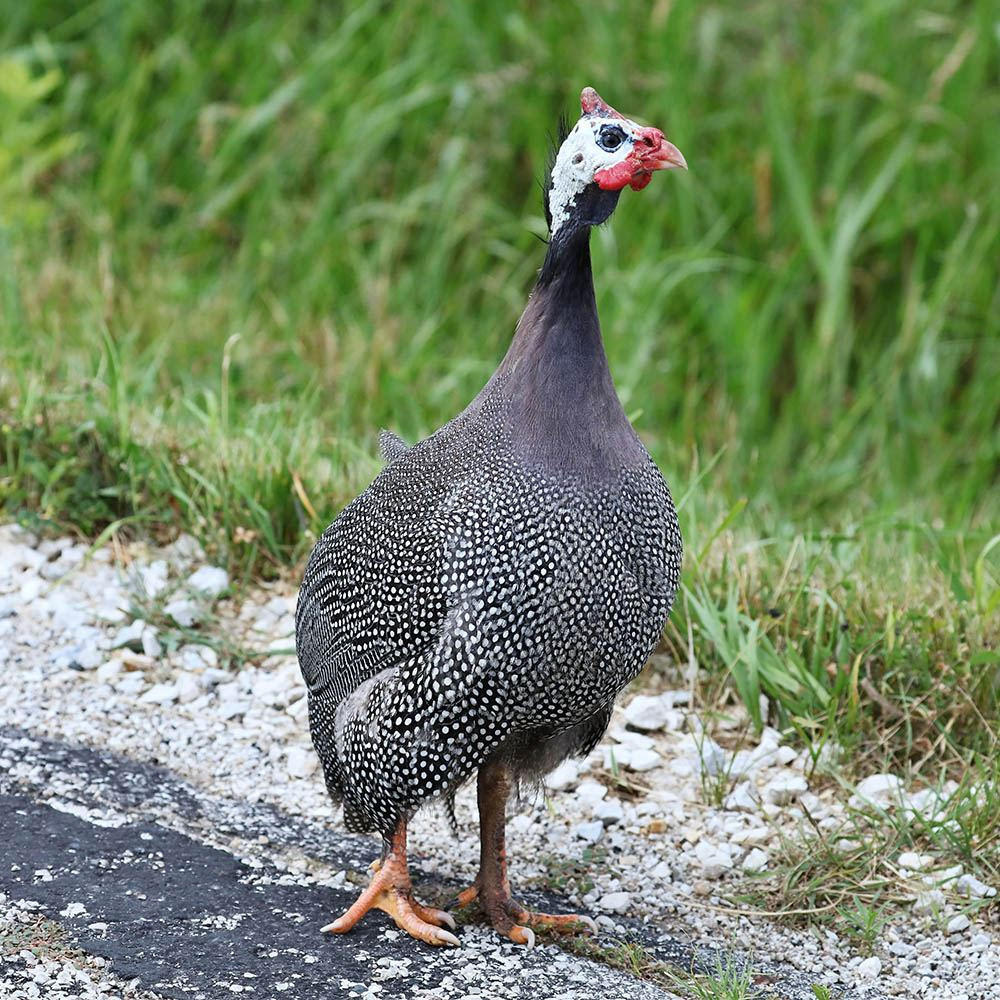 Pearl Gray Guinea Keets