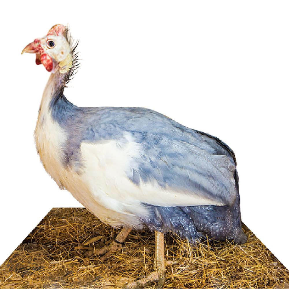 Pied Guinea Keets