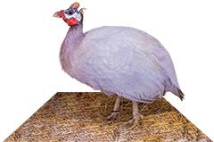 Powder Blue Guinea Keets