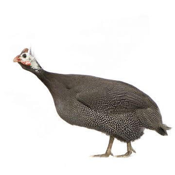 Small Quantity Guinea Keets