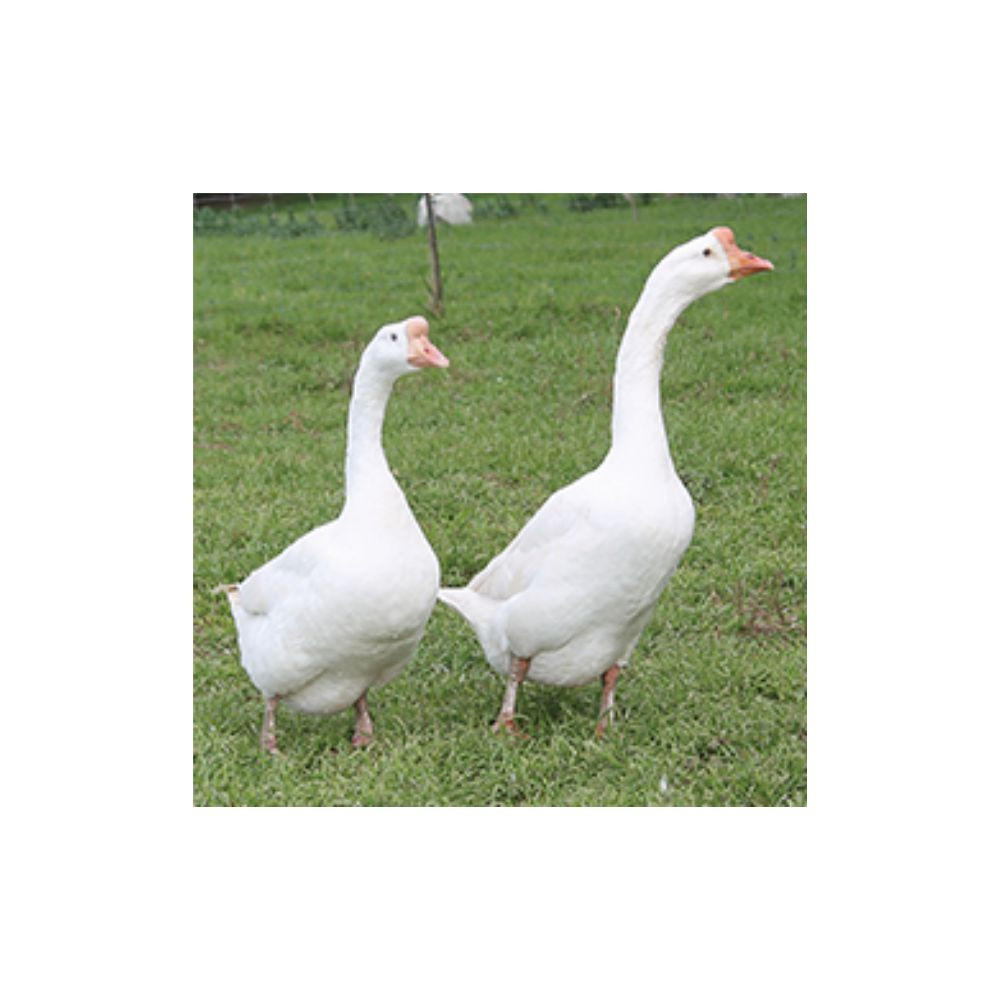 White Chinese Goslings, Female