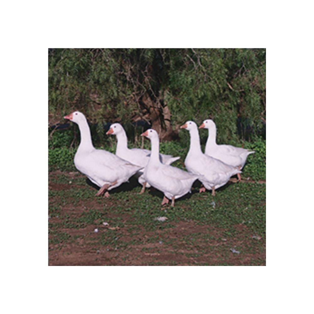 Embden Goslings, Not Sexed