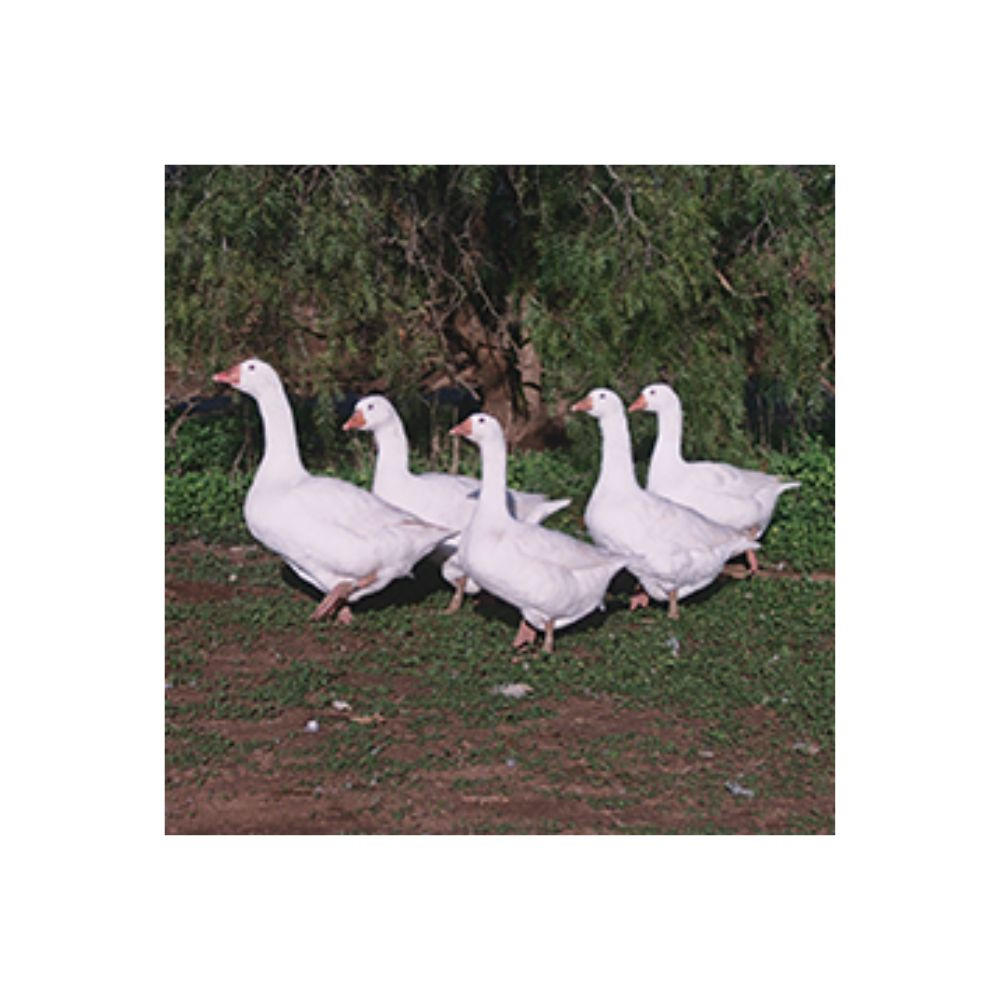Embden Goslings, Female