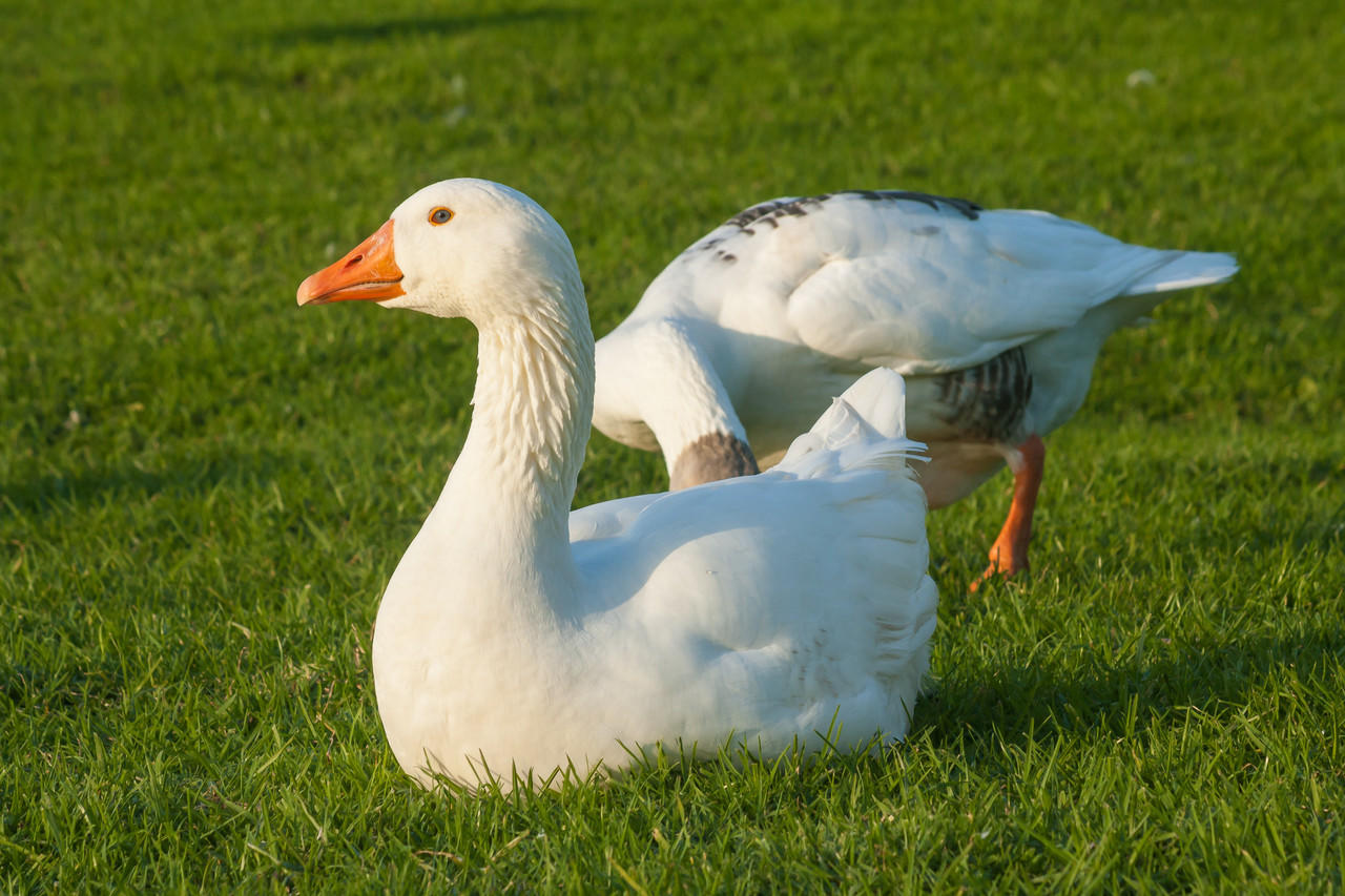 Embden Goslings, Male