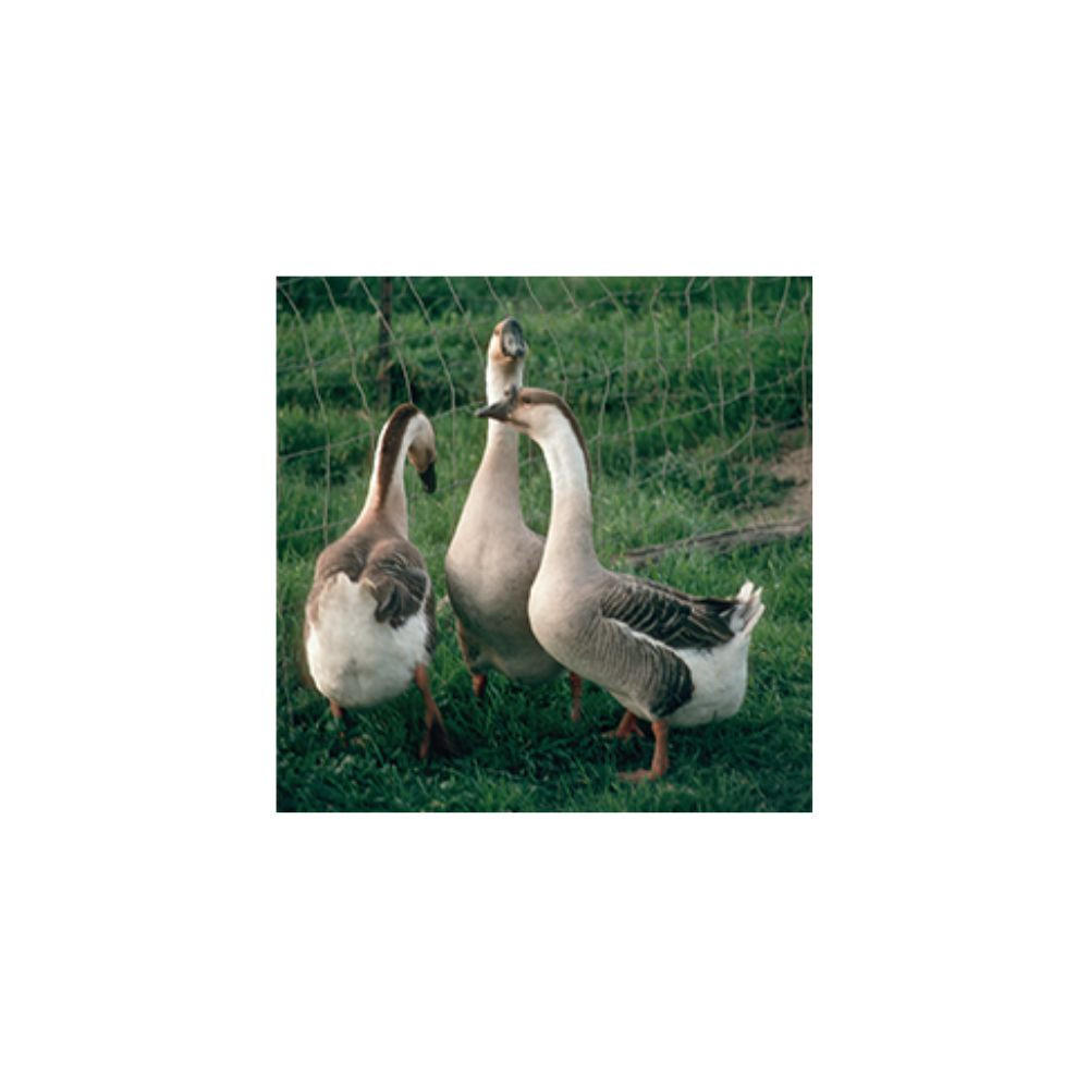 African Goslings, Female