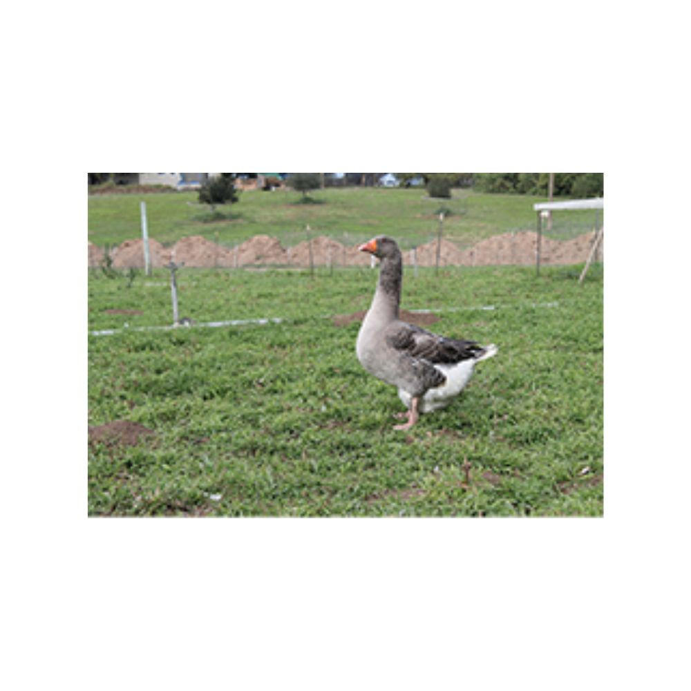 Toulouse Goslings, Female