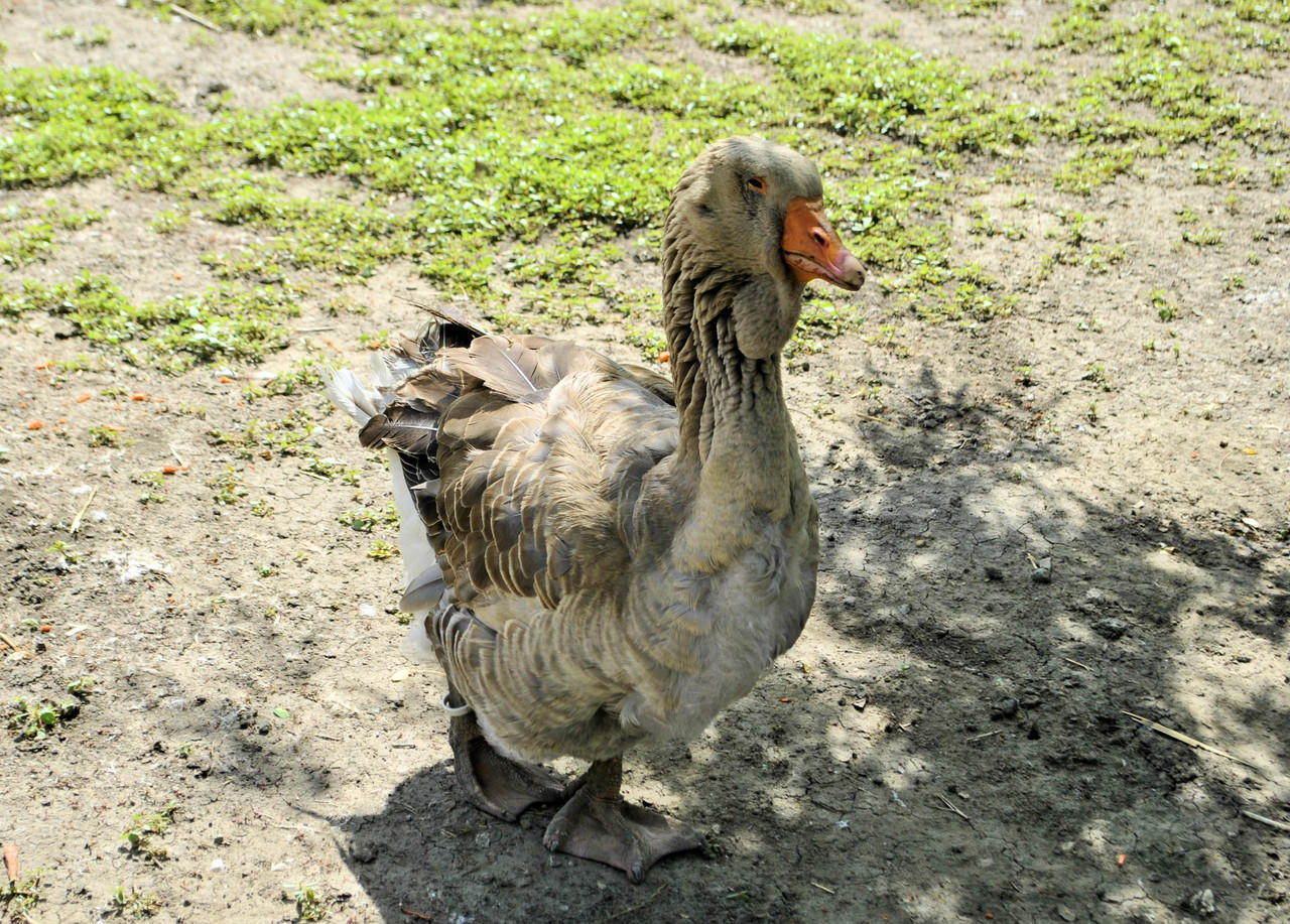 Toulouse Goslings, Male