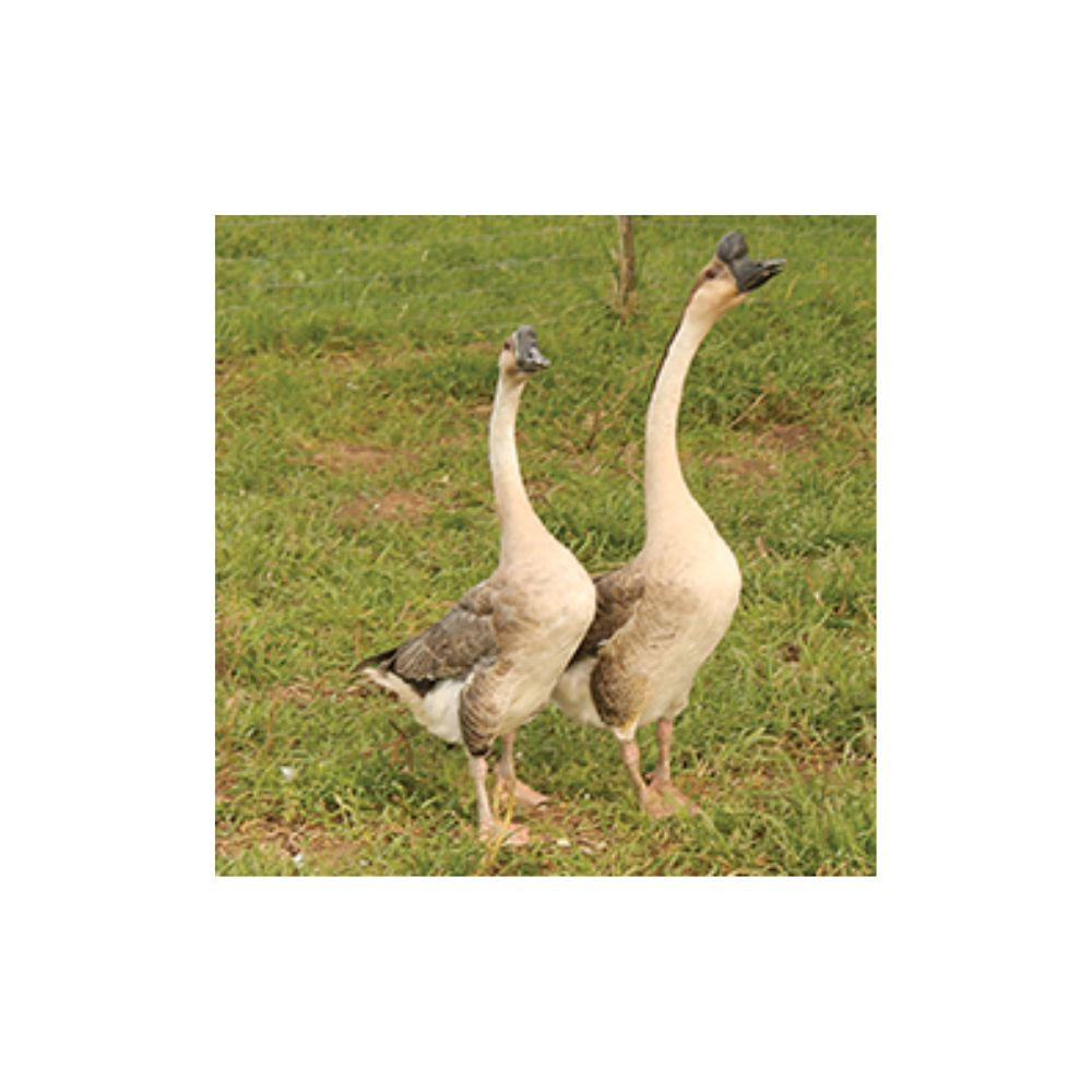 Brown Chinese Goslings, Female