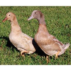 Buff Ducklings, Female