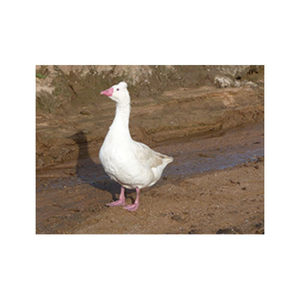 Tufted Roman Goslings, Female
