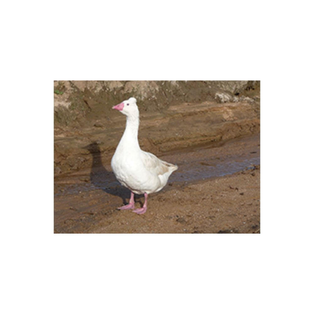 Tufted Roman Goslings, Male