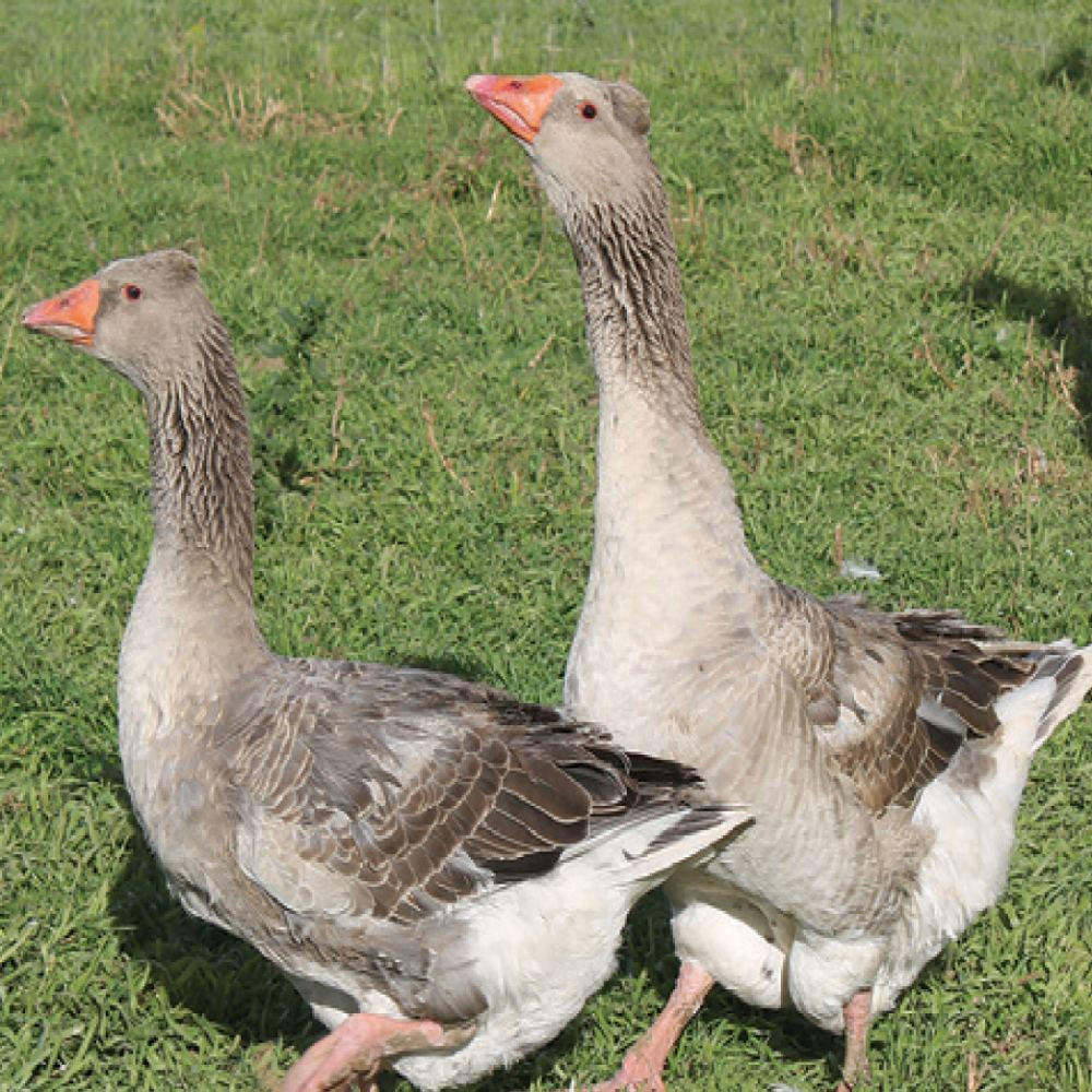 Tufted Toulouse Goslings, Female