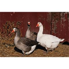 Pilgrim Goslings, Not Sexed
