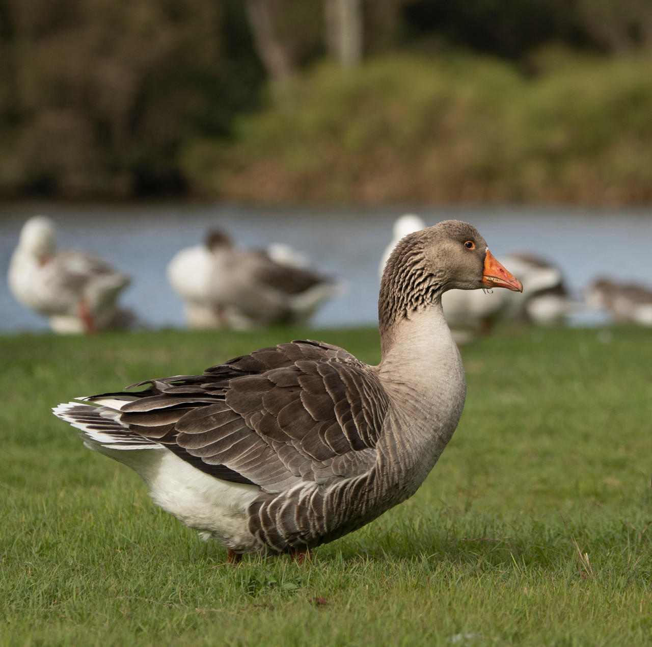 Pilgrim Goslings, Female
