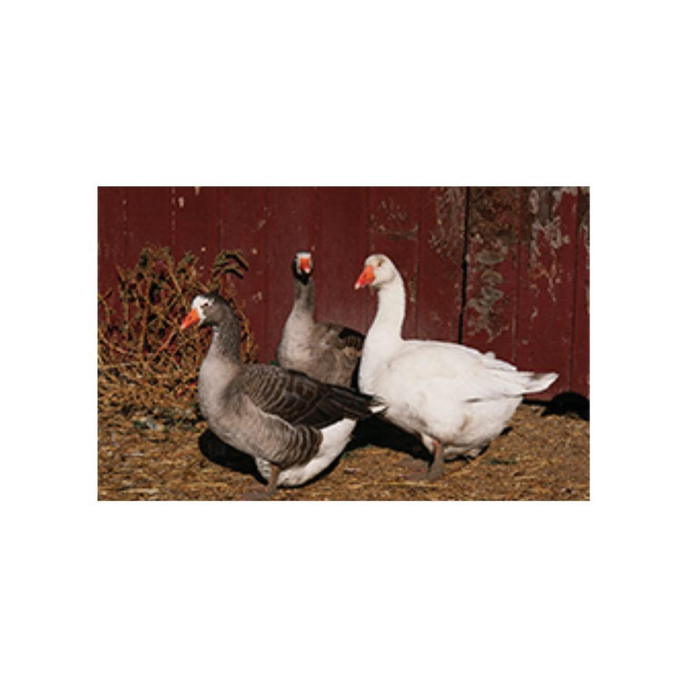 Pilgrim Goslings, Male