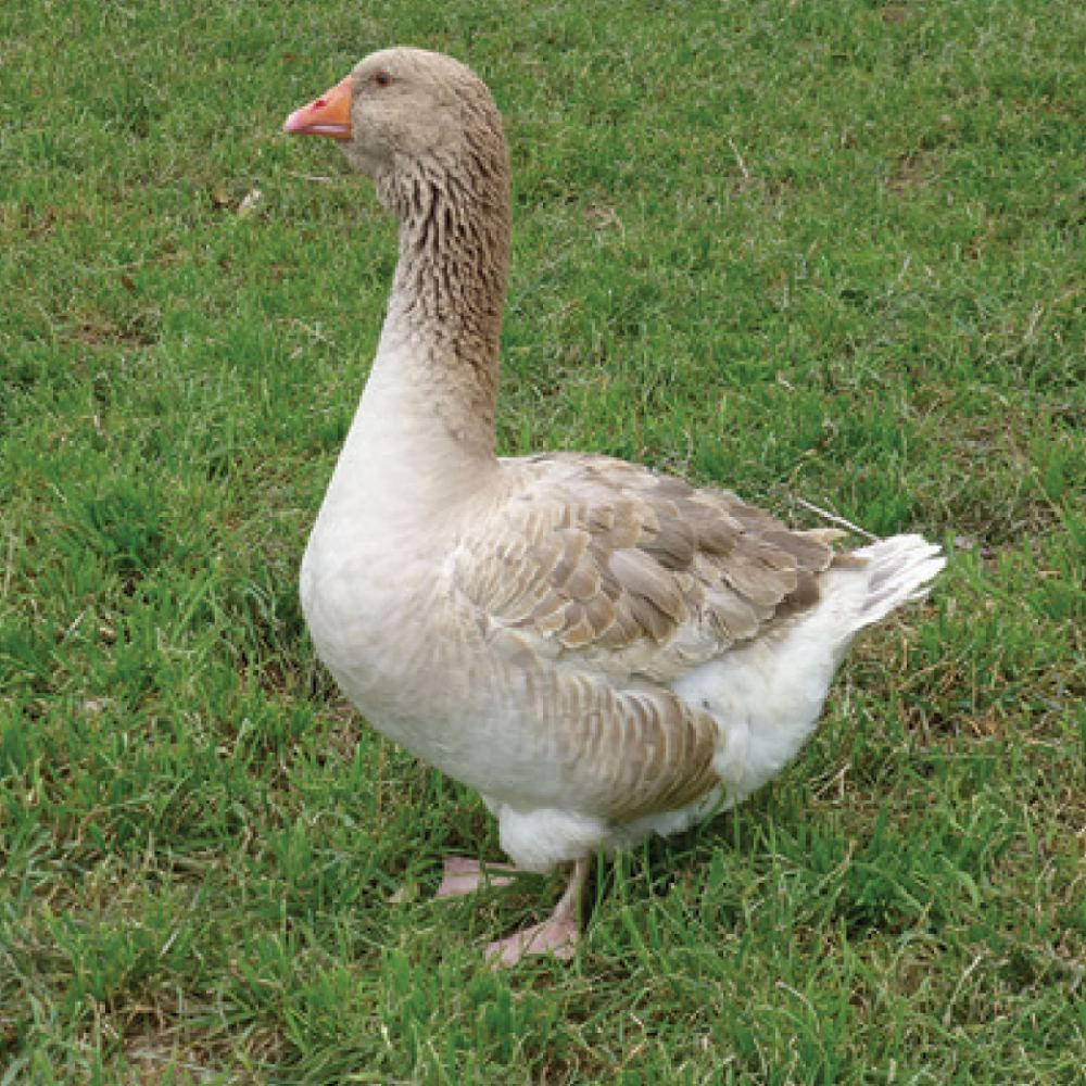 Buff Toulouse Goslings, Male