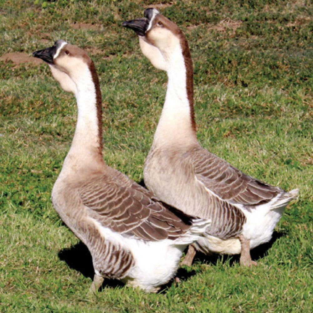 Super African Goslings, Male