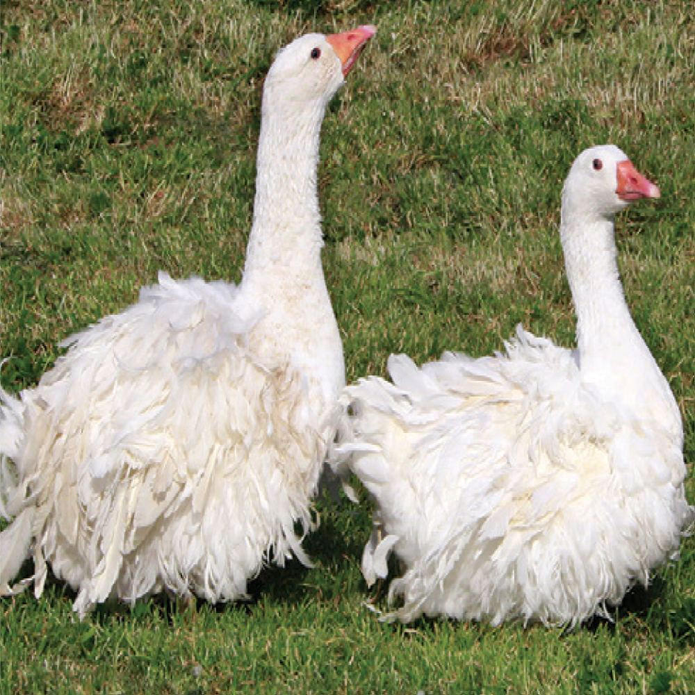 Sebastopol Goslings, Female