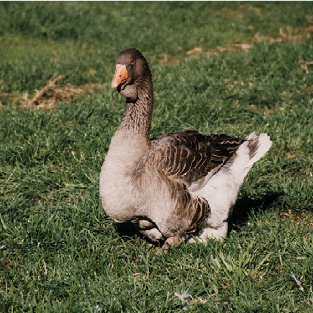 Large Dewlap Toulouse Goslings, Male