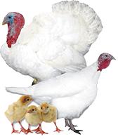 Broad Breasted White Turkeys, Not Sexed