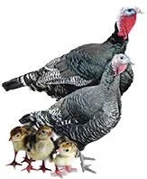 Broad Breasted Bronze Turkeys, Not Sexed