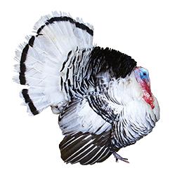 Royal Palm Turkeys, Not Sexed
