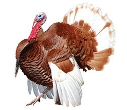 Bourbon Red Turkeys, Not Sexed
