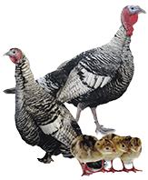Narragansett Turkeys, Not Sexed