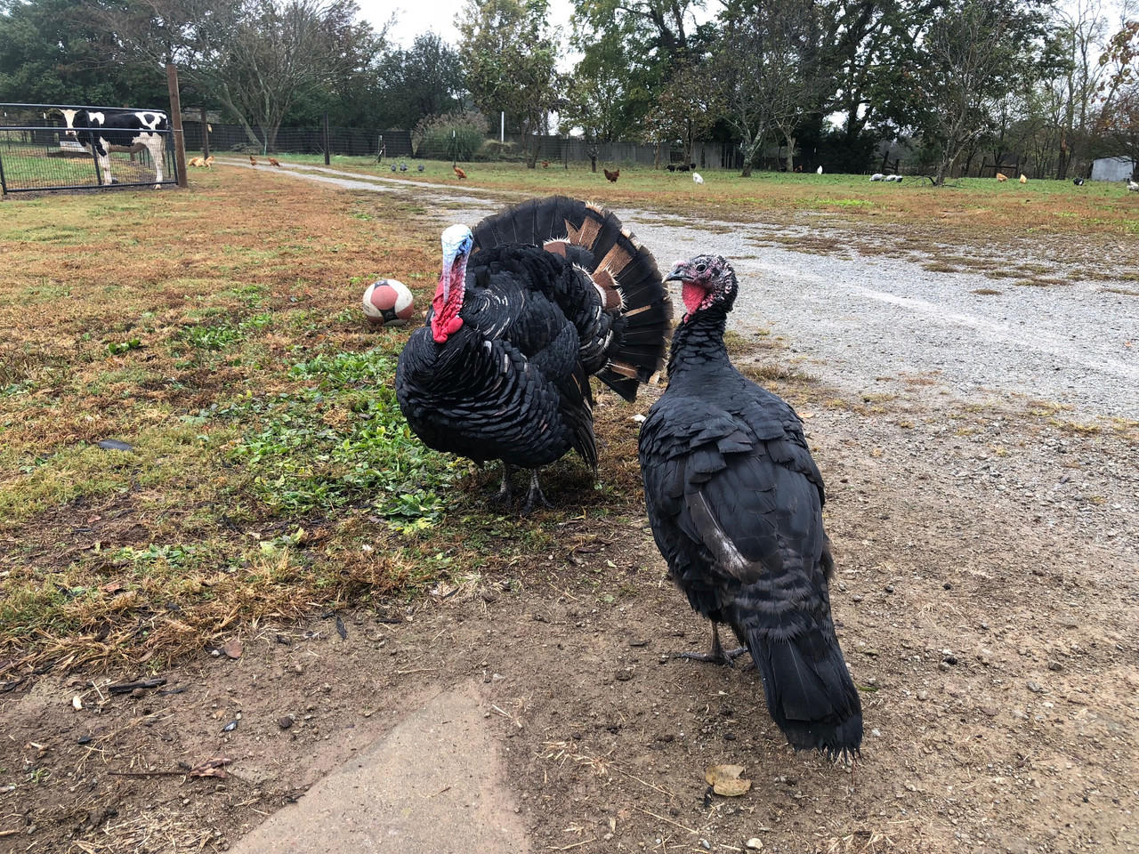Black Spanish Turkeys, Not Sexed