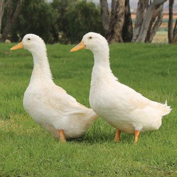 Grimaud Hybrid Pekin Ducklings, Not Sexed