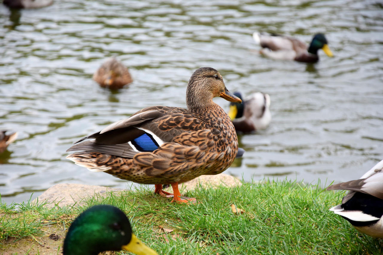 Rouen Ducklings, Female