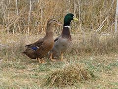 Rouen Ducklings, Male