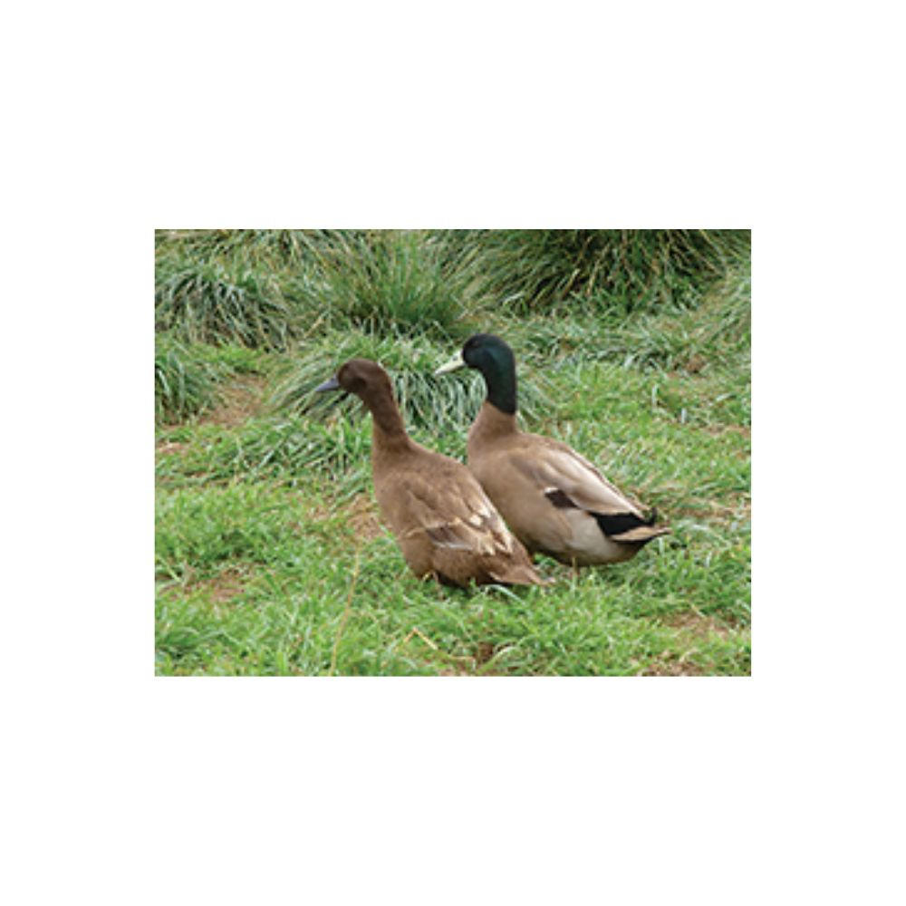 Khaki Campbell Ducklings, Female