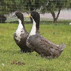 Blue Swedish Ducklings, Male