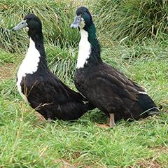 Black Swedish Ducklings, Female
