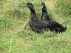 Cayuga Ducklings, Male