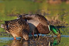 Mallard Ducklings, Female