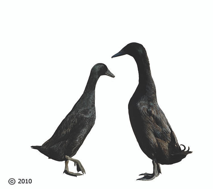 Black Runner Ducklings, Female