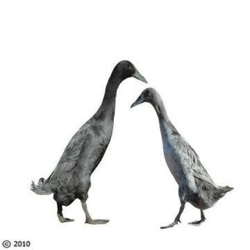 Blue Runner Ducklings, Male