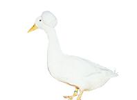 White Crested Ducklings, Not Sexed