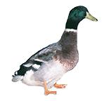 Welsh Harlequin Ducklings, Not Sexed