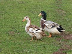 Silver Appleyard Ducklings, Male