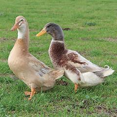 Saxony Ducklings, Female