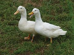 Duclair Ducklings, Not Sexed