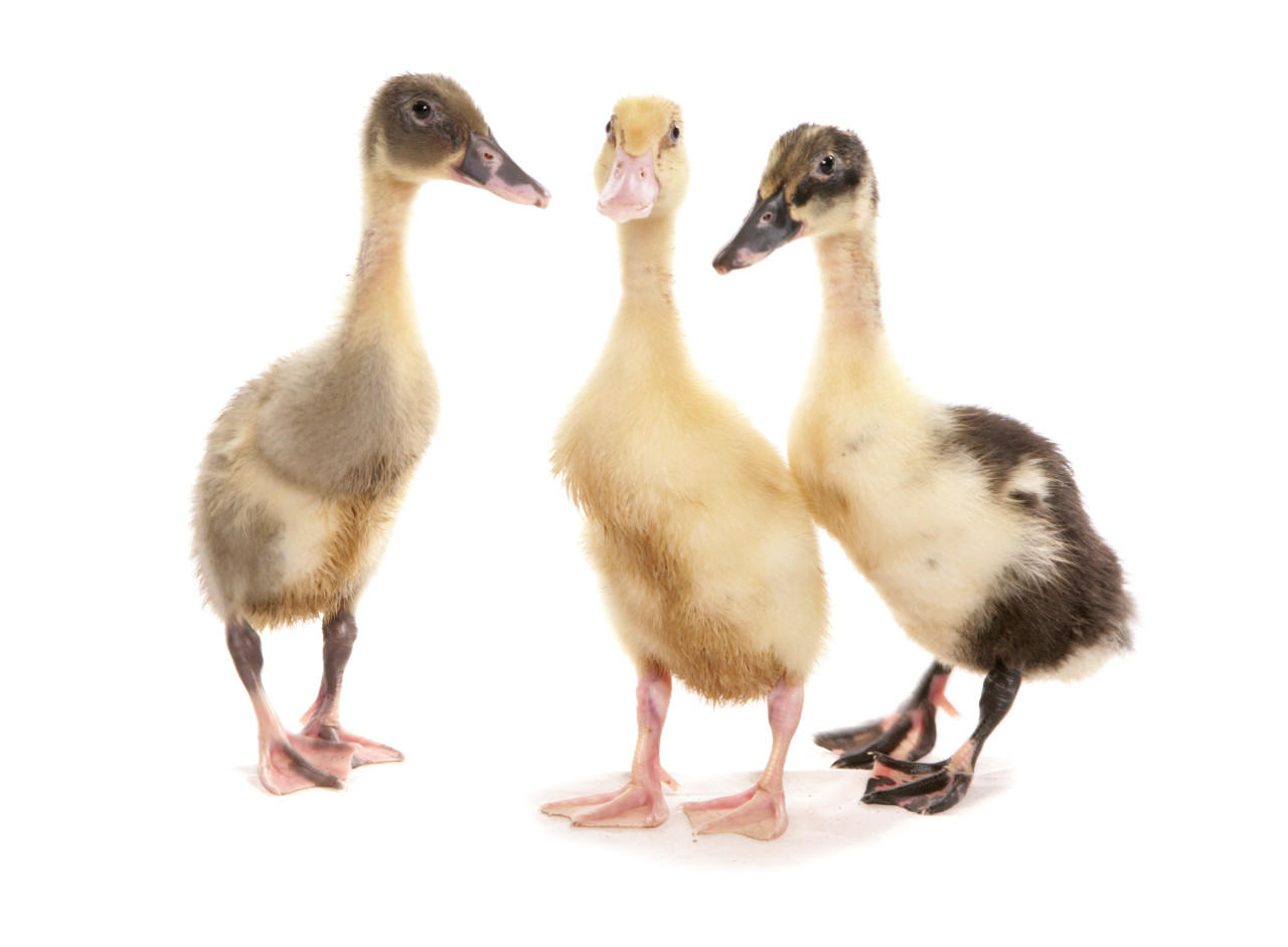 Assorted Runner Ducklings, Not Sexed