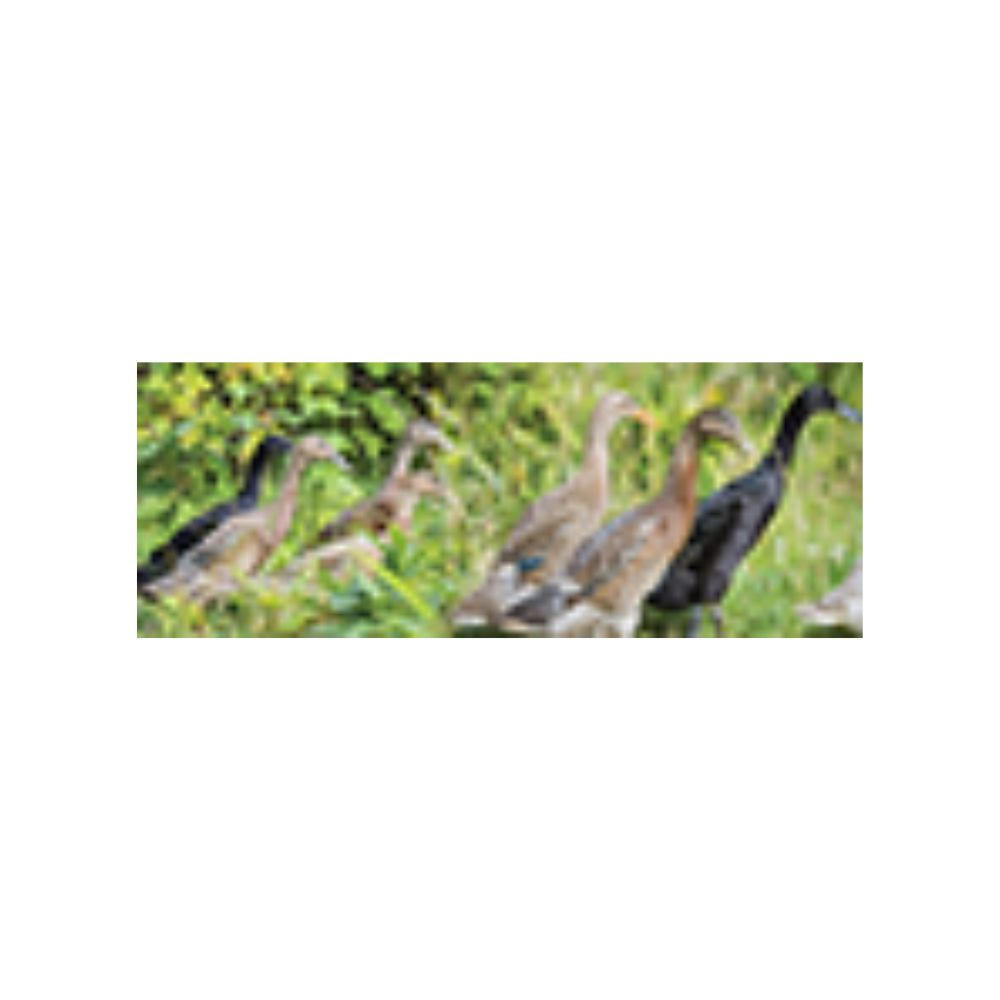 Assorted Runner Ducklings, Female