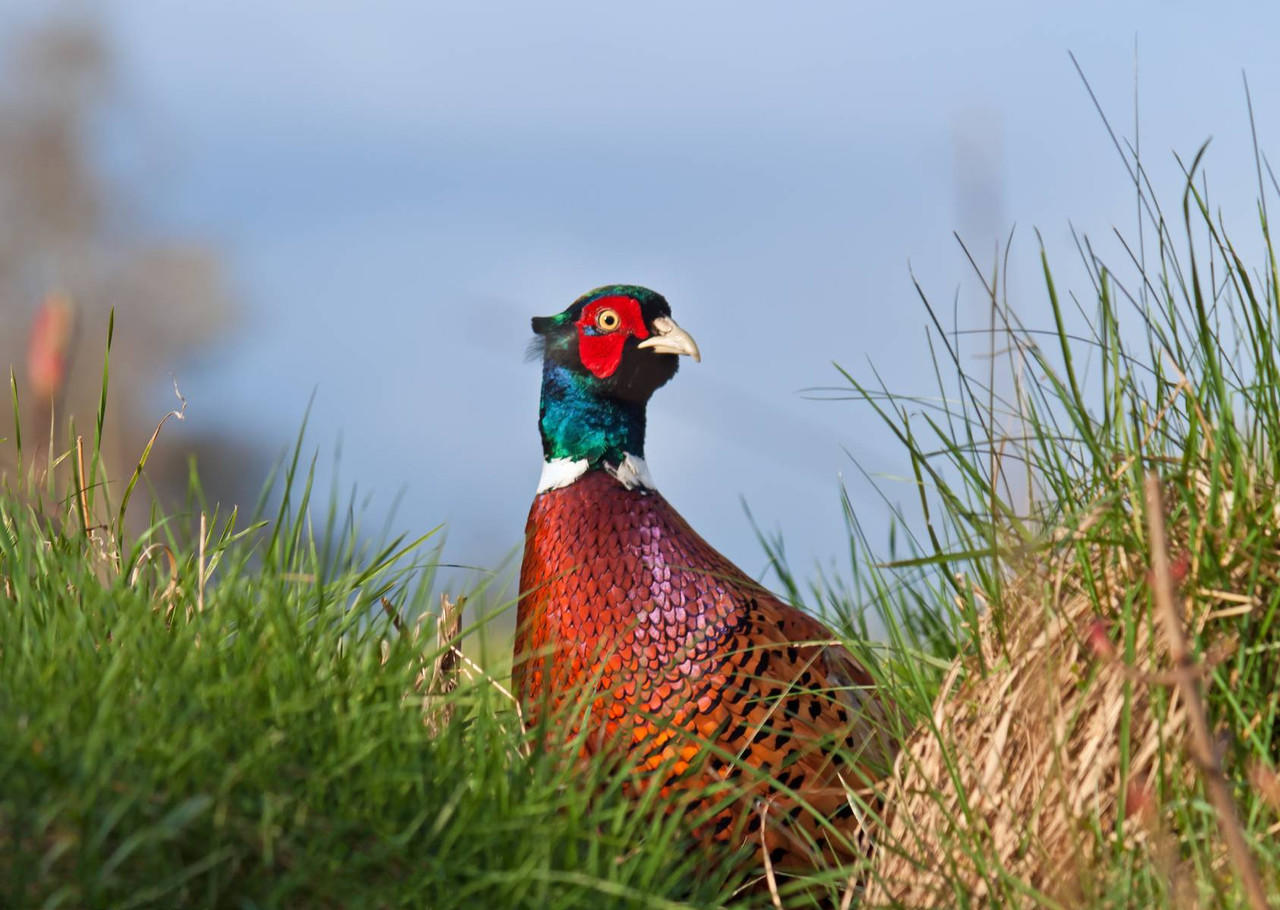 Chinese Ringneck Pheasants, Not Sexed