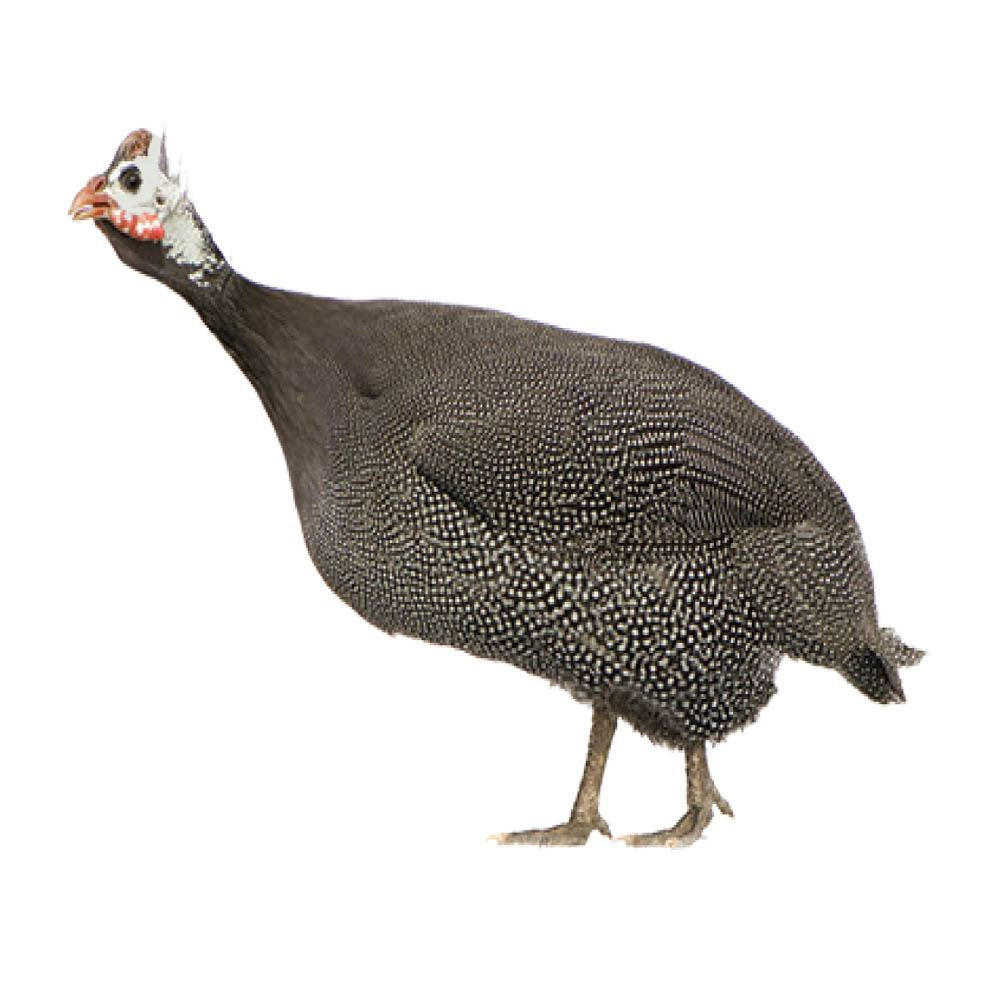 4 Peachicks & 15 Fancy Keets - Assorted
