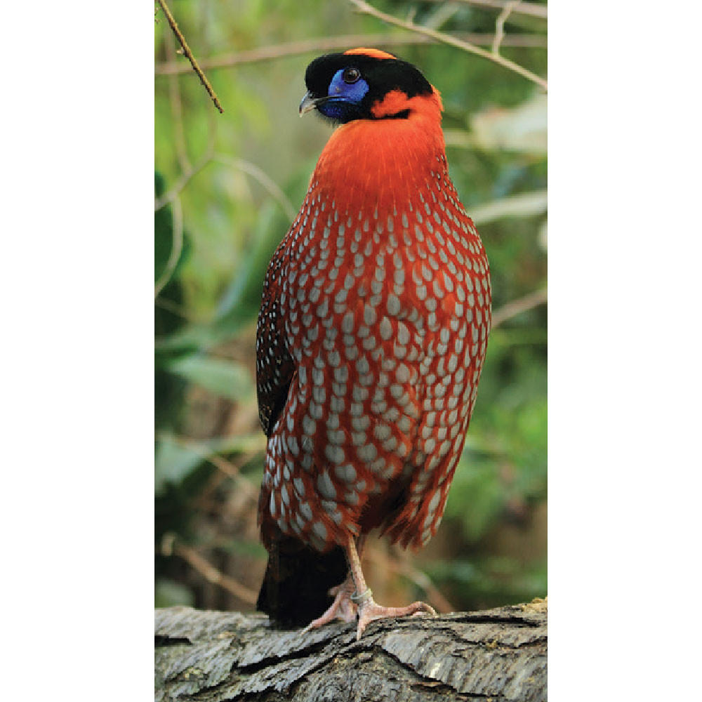 Temminck Tragopans
